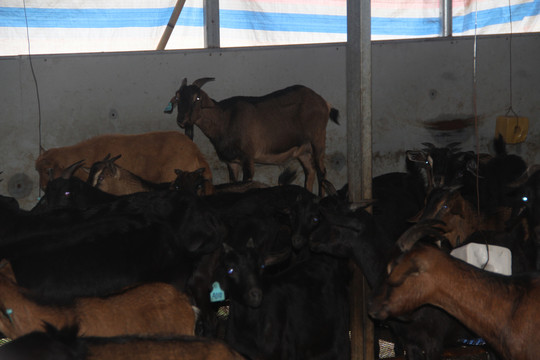 從羊圈到餐桌 肉類生產鏈的演變與思考